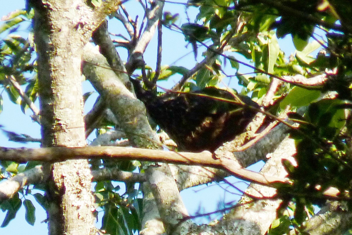 Dusky-legged Guan - ML608733741