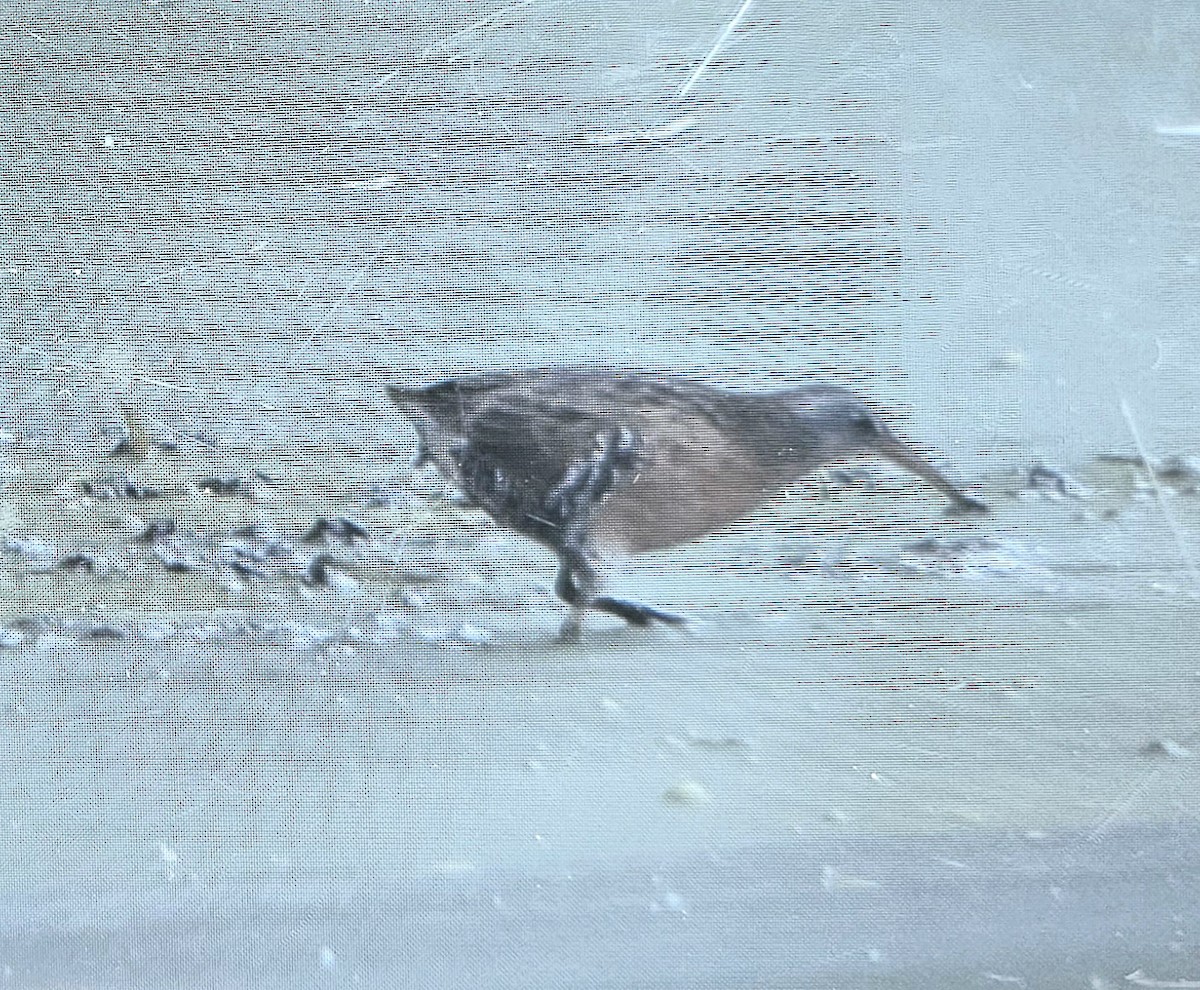 Virginia Rail (Virginia) - ML608733750