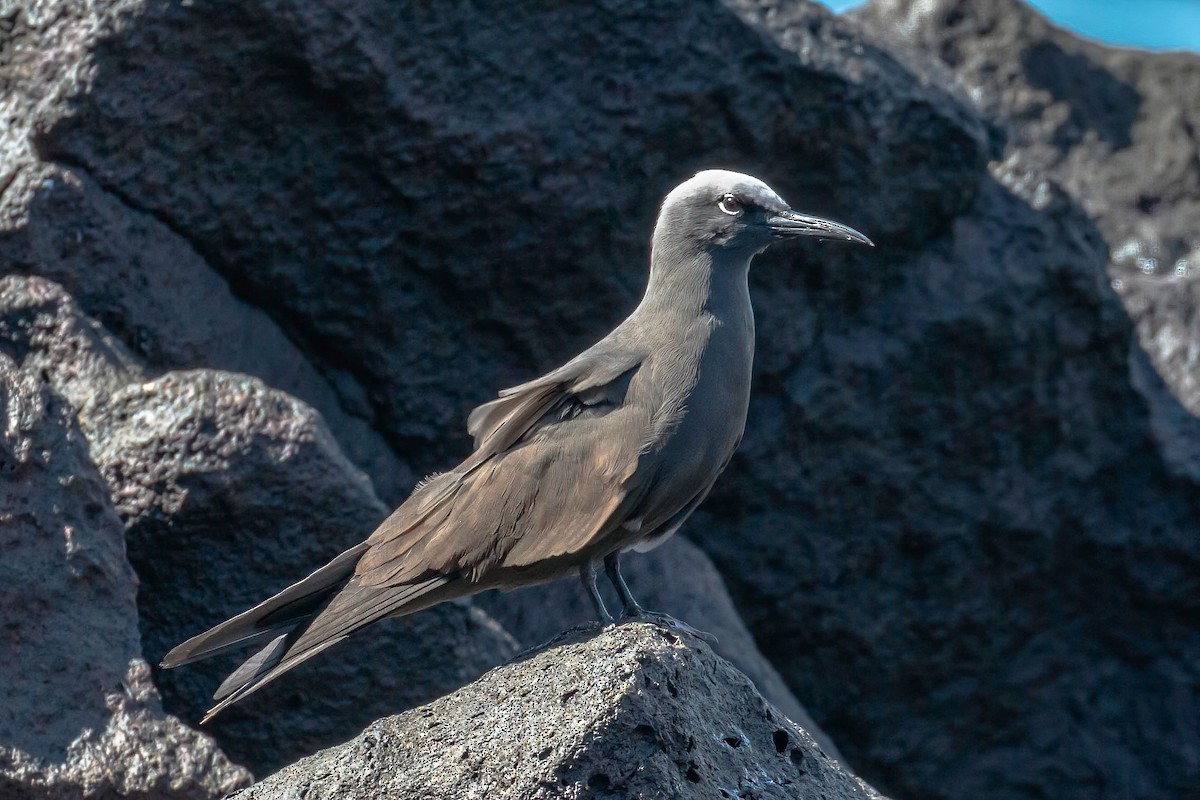 Brown Noddy - ML608733818