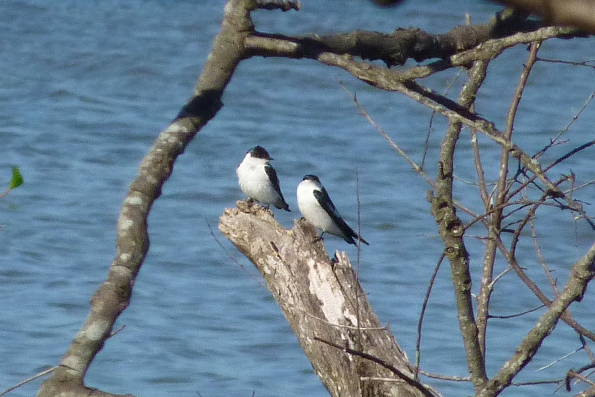 White-winged Swallow - ML608733856