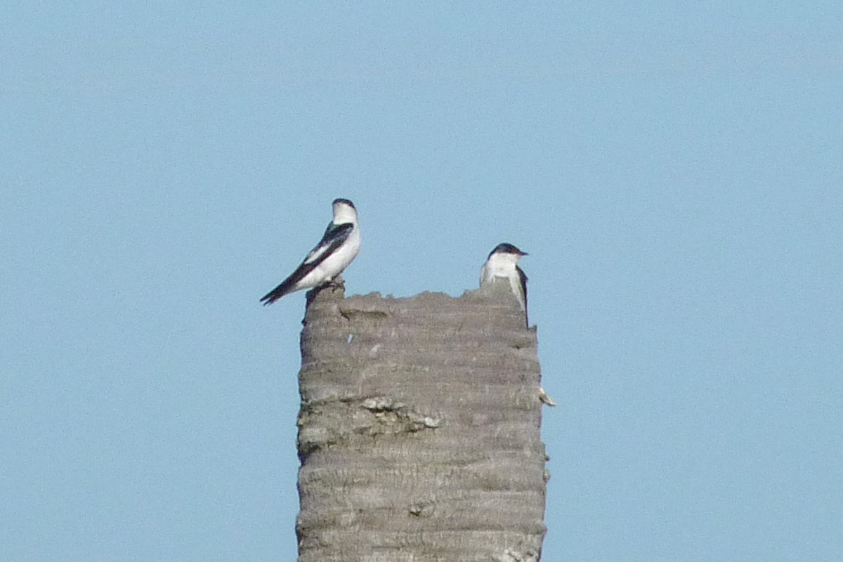 White-winged Swallow - ML608733861