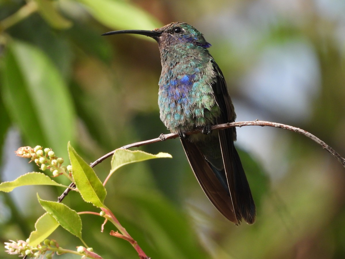 kolibřík modrolící - ML608733925