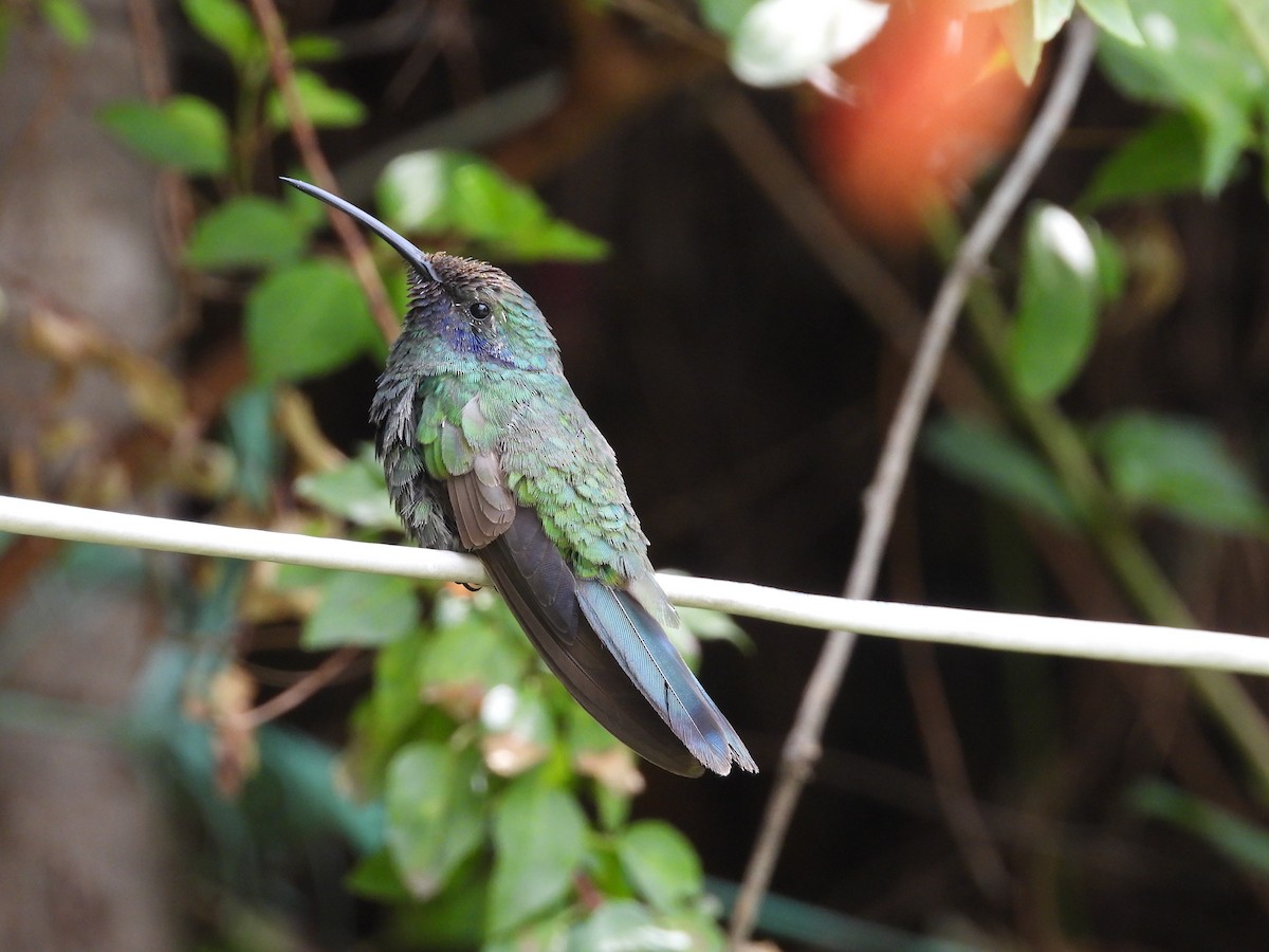 Colibrí Rutilante - ML608733929