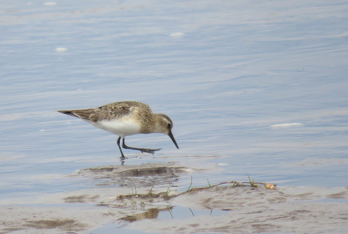 Baird's Sandpiper - ML608733962