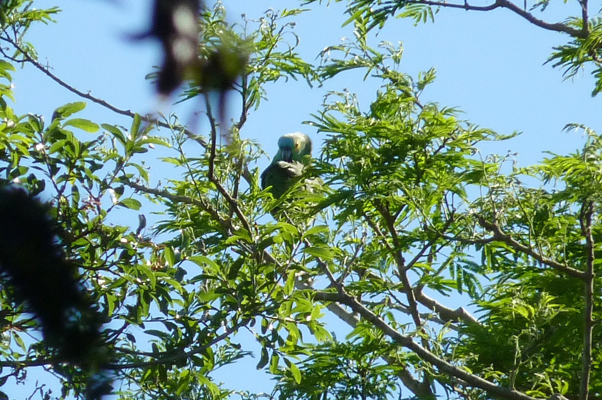 Turquoise-fronted Parrot - ML608733993