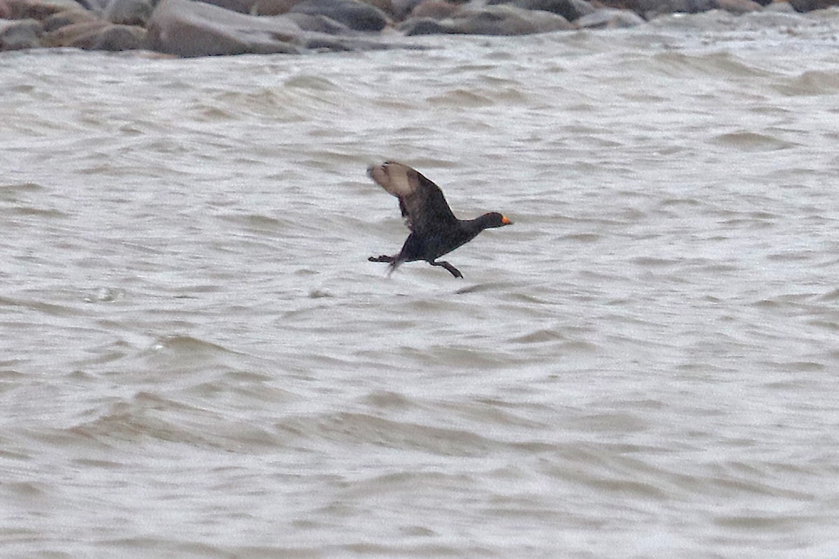 Black Scoter - ML608734017