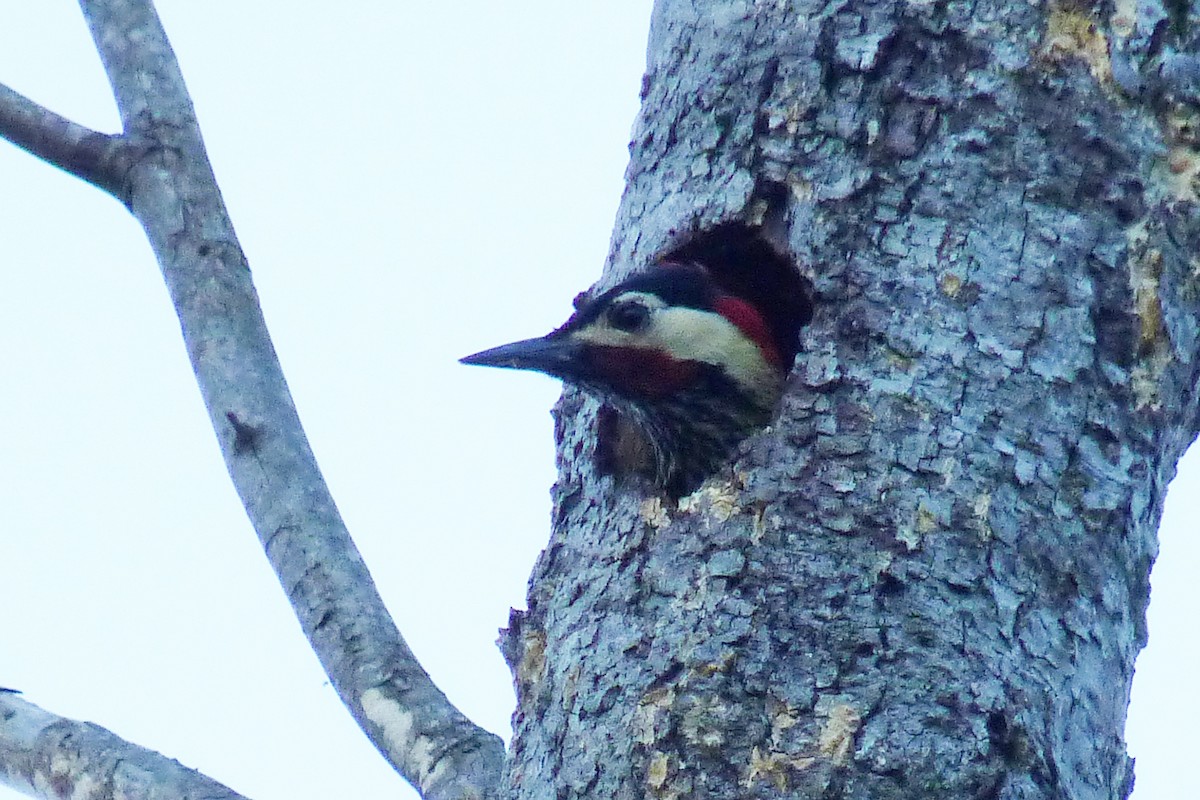 Green-barred Woodpecker - ML608734027