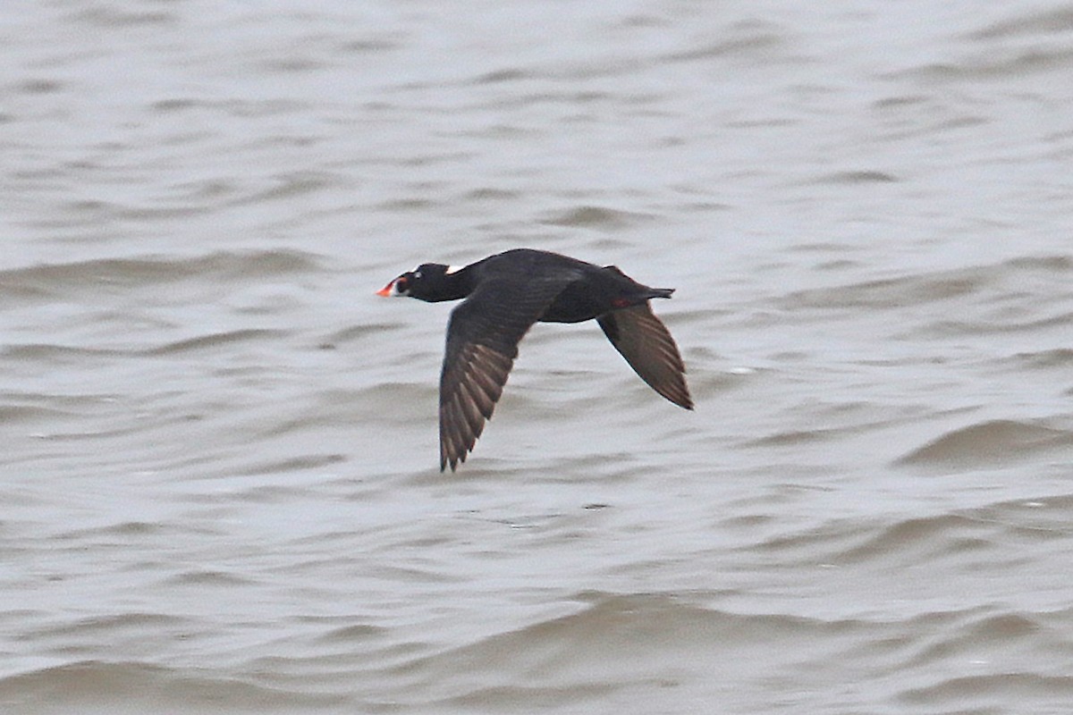 Surf Scoter - ML608734028