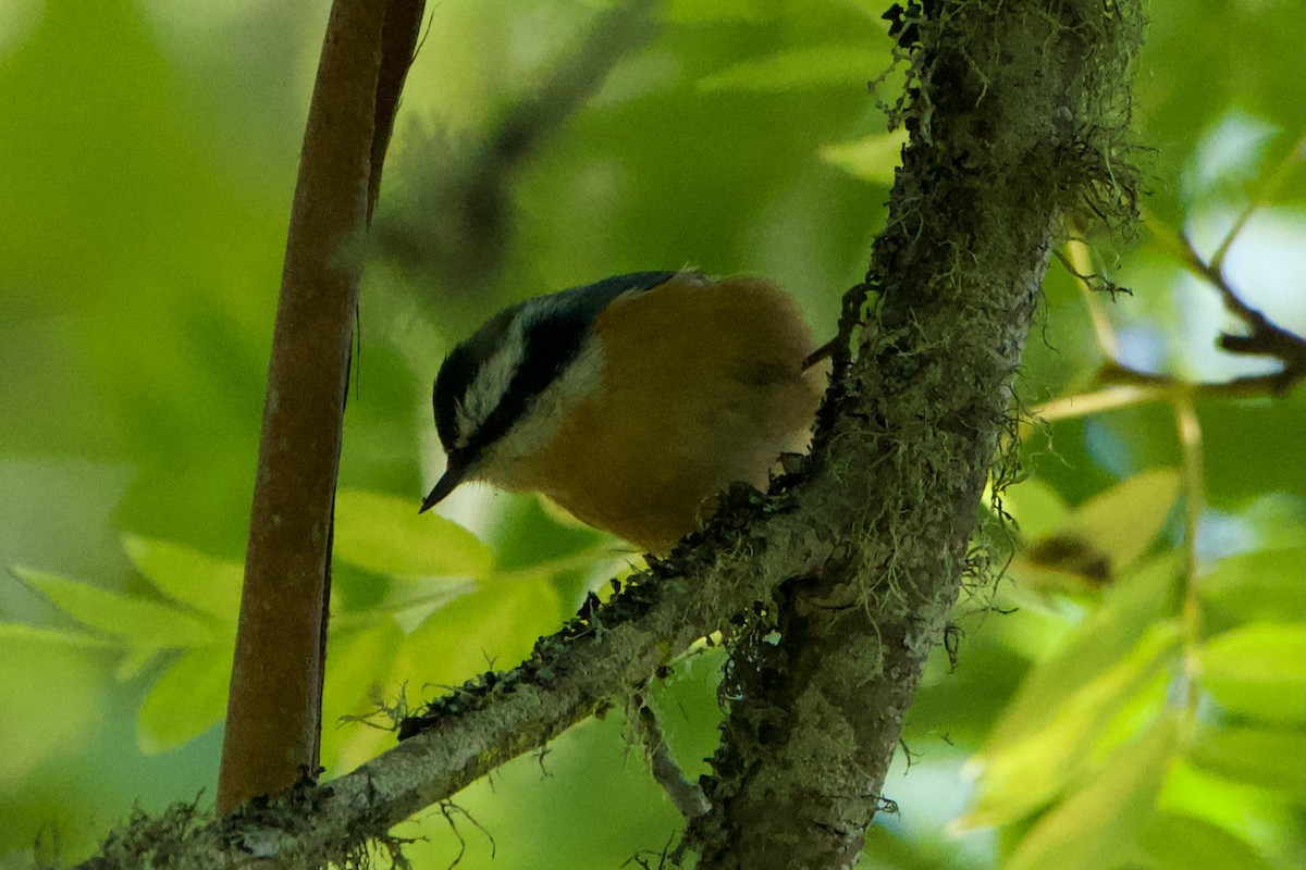 Red-breasted Nuthatch - ML608734114