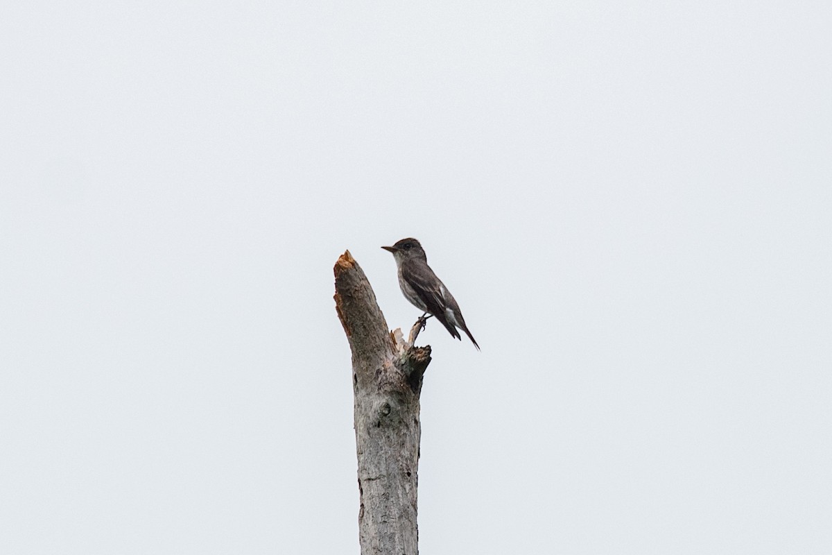 Olive-sided Flycatcher - Andrew Lydeard