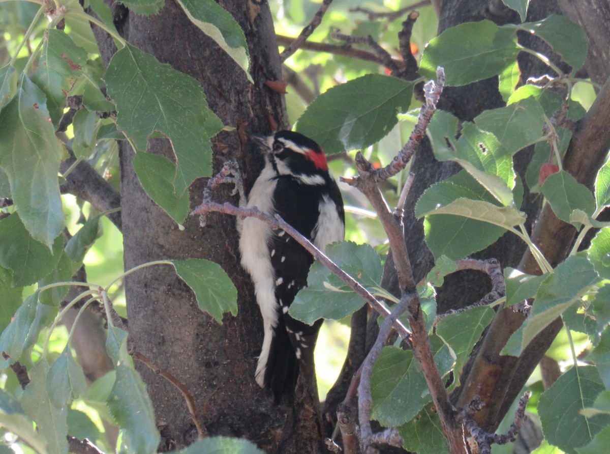 Downy Woodpecker - ML608734151