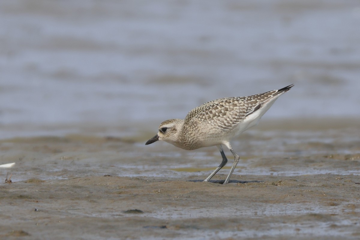 Black-bellied Plover - ML608734159