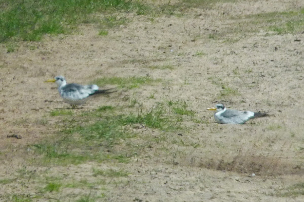 Large-billed Tern - ML608734171