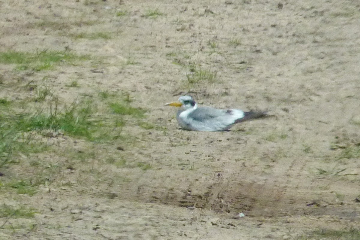 Large-billed Tern - ML608734172