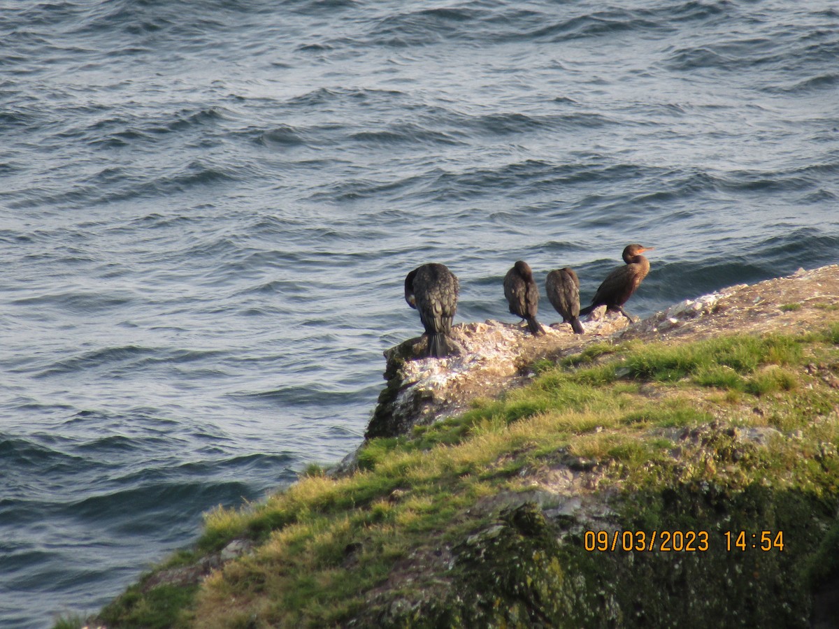 Great Cormorant - Thomas Czubek