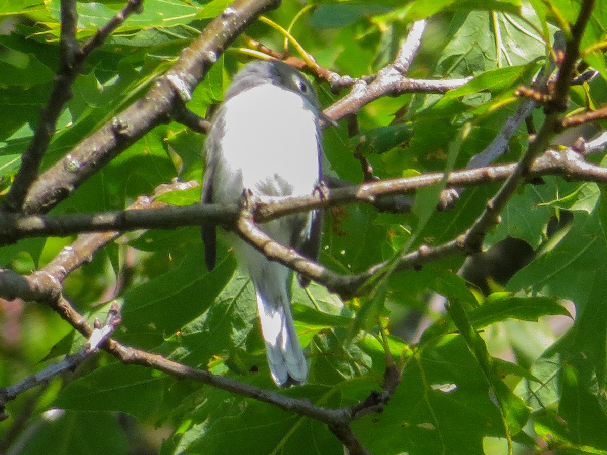 Blue-gray Gnatcatcher - ML608734301