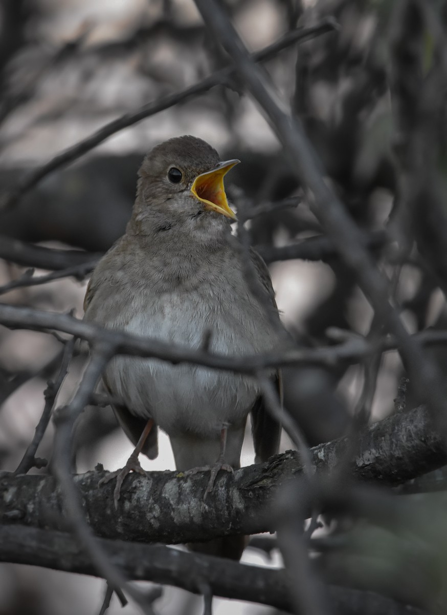 Thrush Nightingale - ML608734335