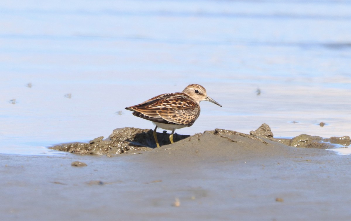 Least Sandpiper - ML608734345