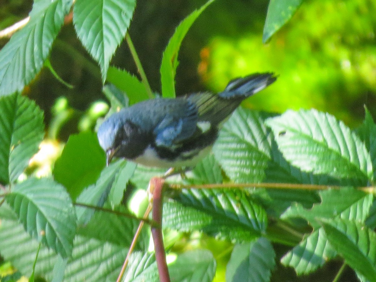 Black-throated Blue Warbler - ML608734349