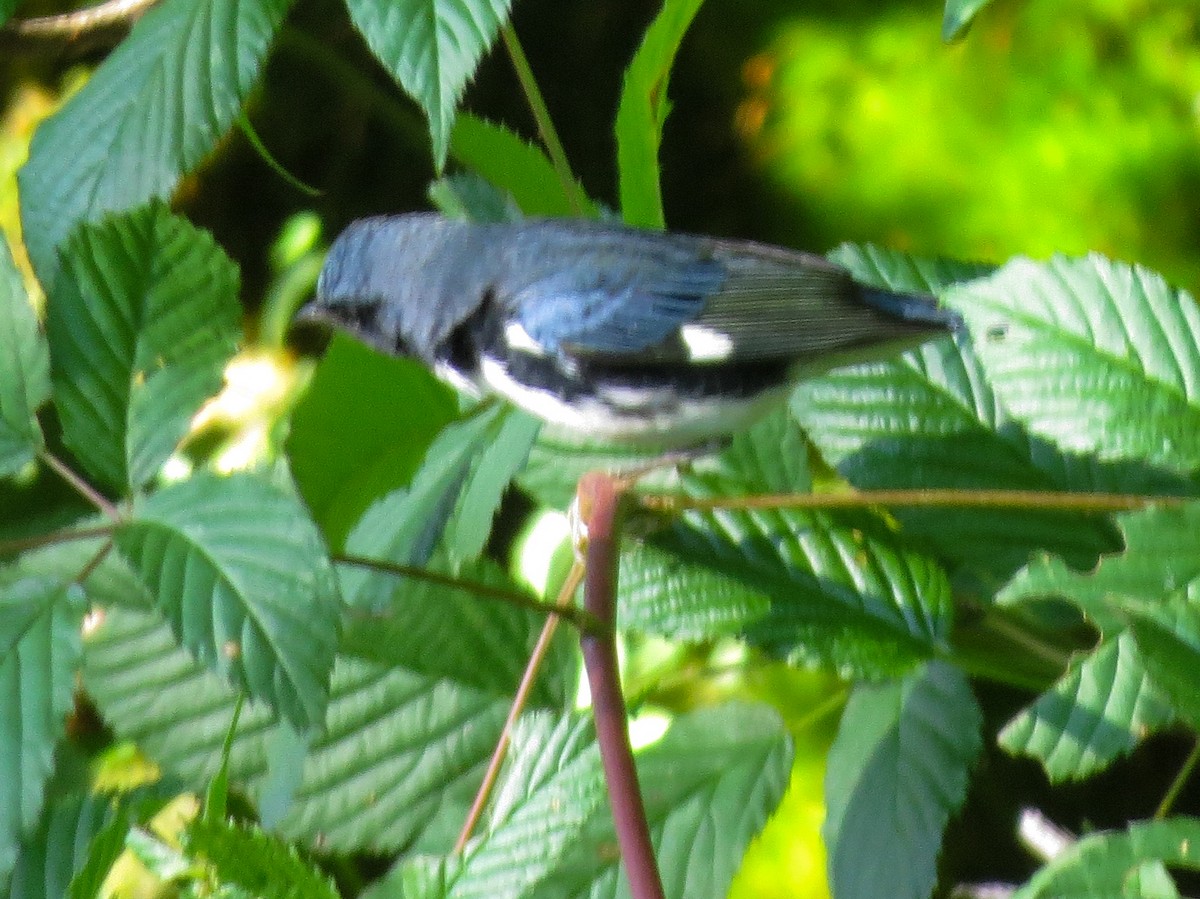 Black-throated Blue Warbler - ML608734350