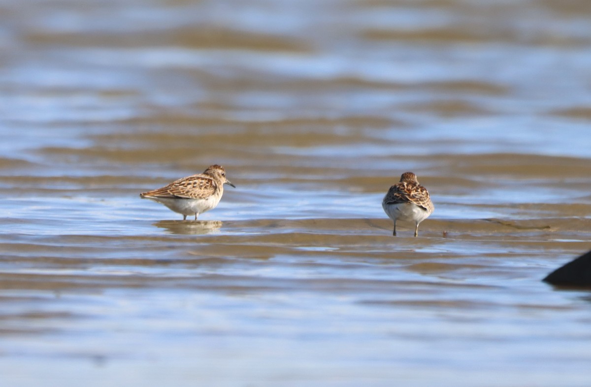 Least Sandpiper - ML608734363