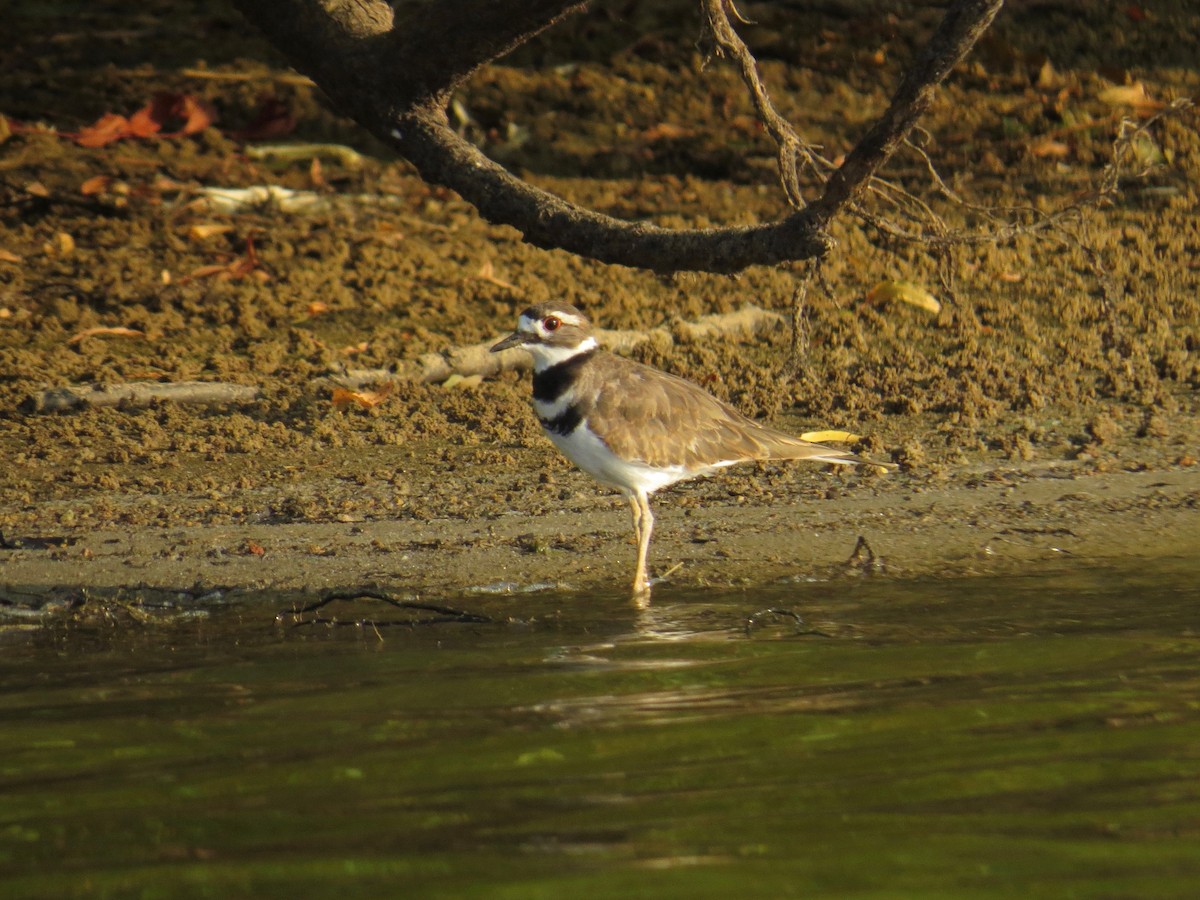 Killdeer - ML608734393