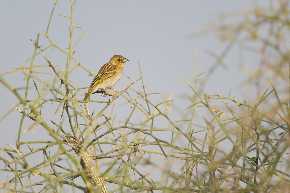 Black-headed Weaver - ML608734436