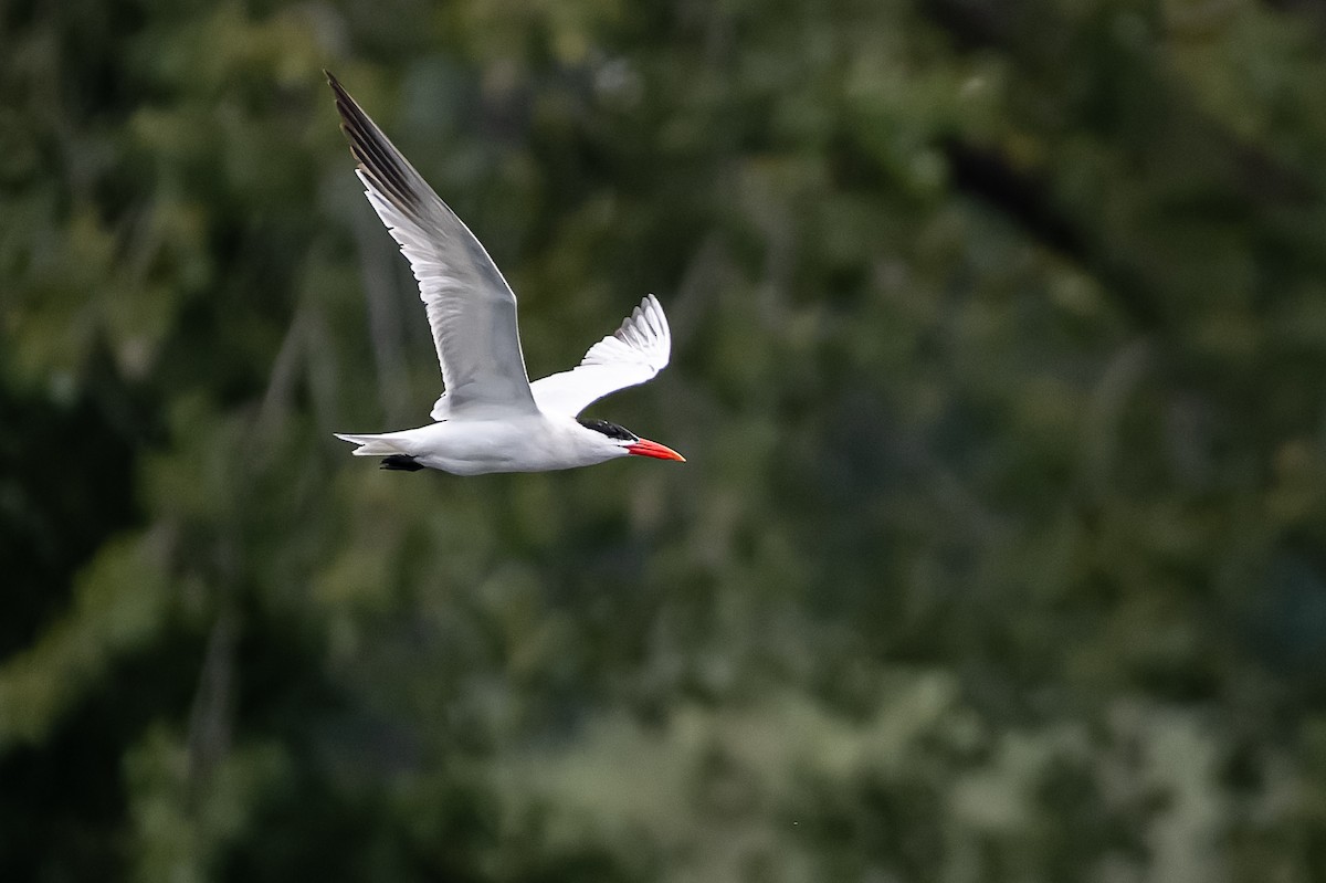 Caspian Tern - ML608734483