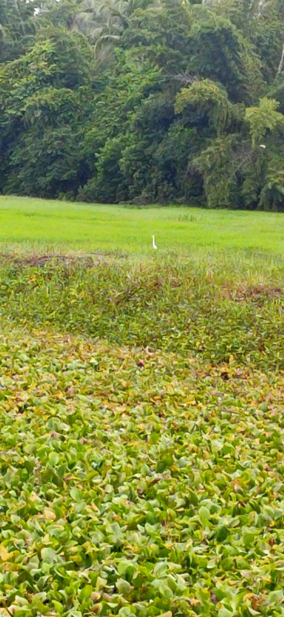 Great Egret - ML608734568