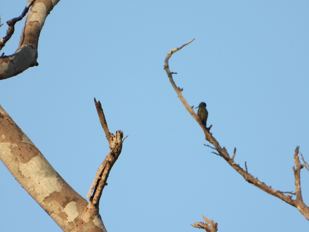 Black-throated Mango - ML608734672