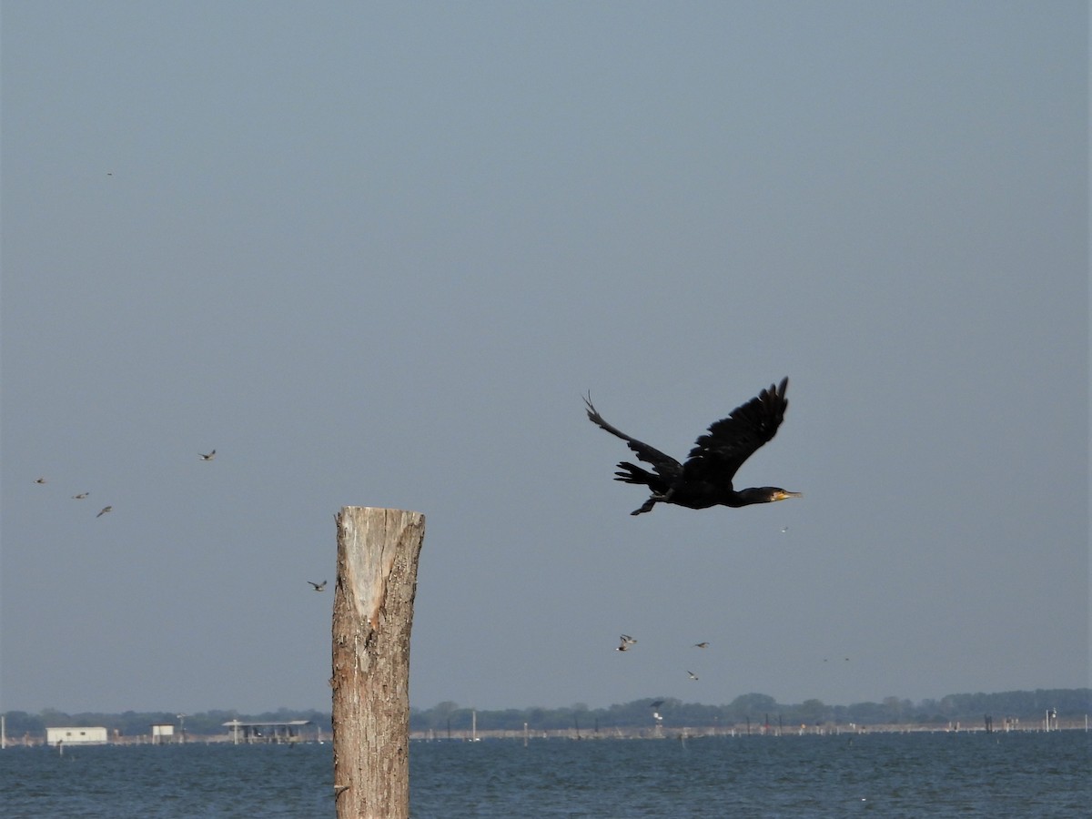 Great Cormorant - ML608734674