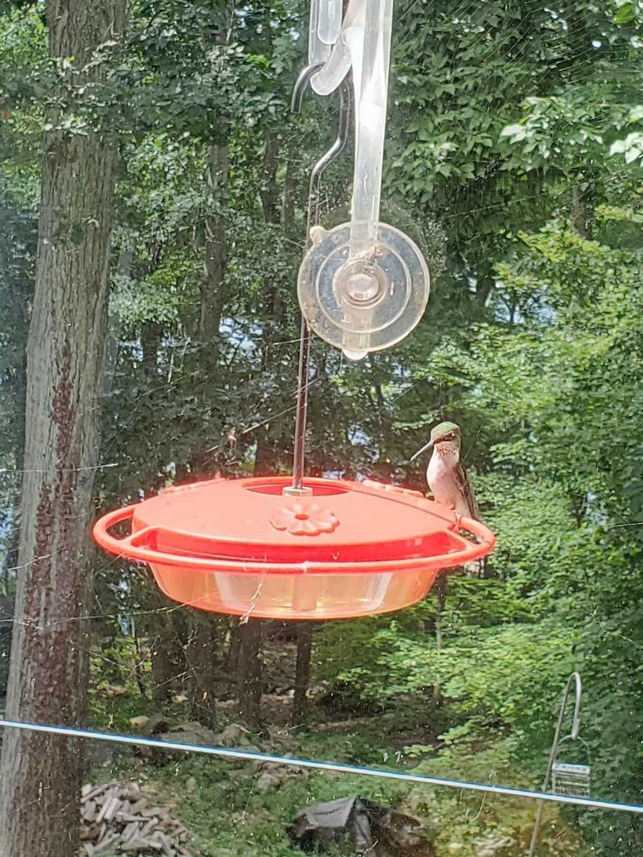 Ruby-throated Hummingbird - Andrew Smiles