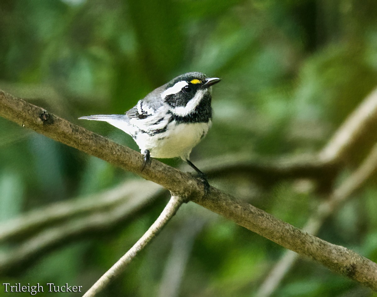 Black-throated Gray Warbler - ML608734750