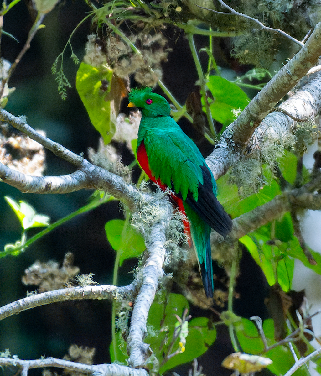Crested Quetzal - ML608734789