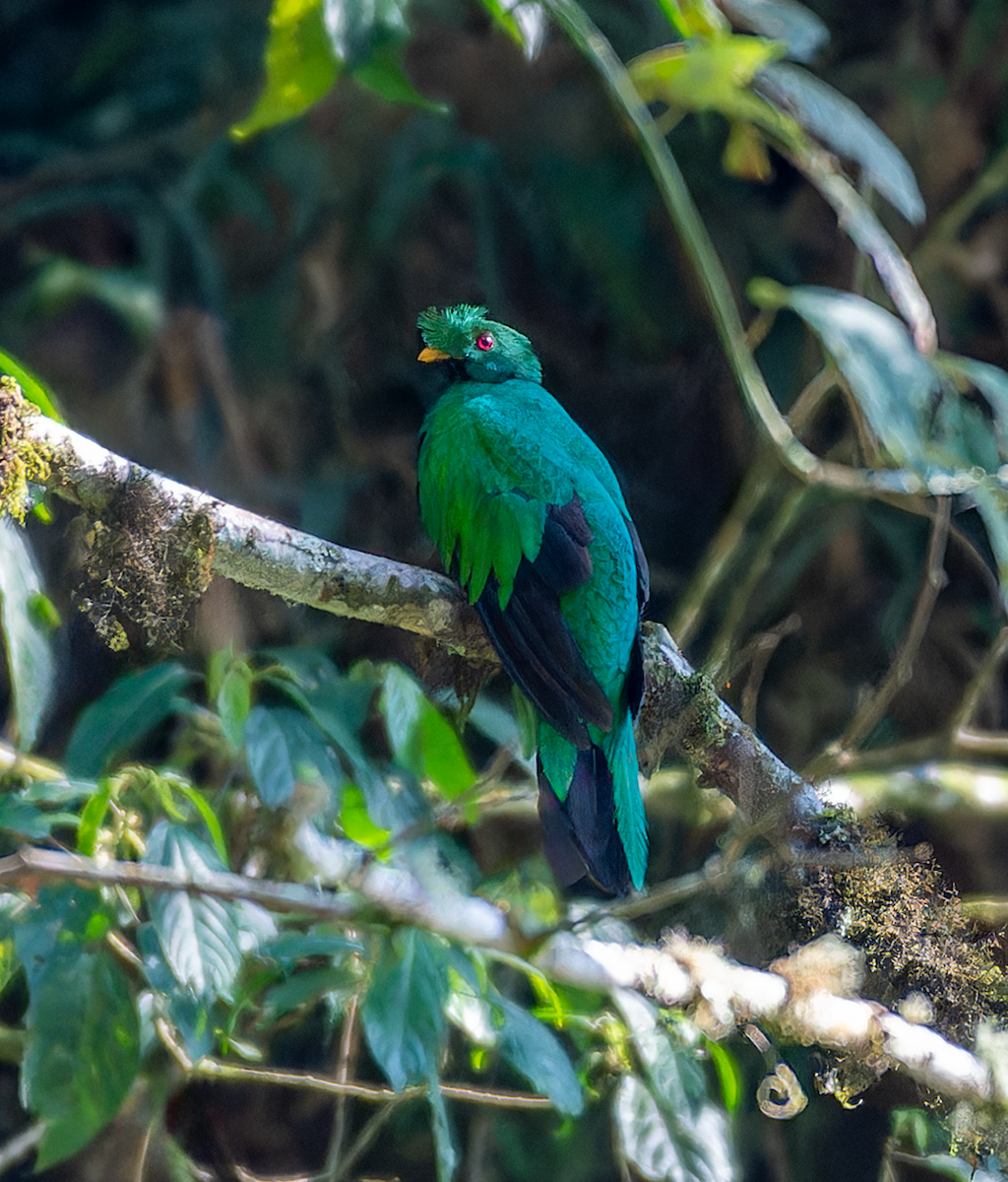 Crested Quetzal - Walker Aguilar