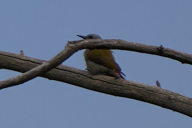 African Gray Woodpecker - Abby Sesselberg