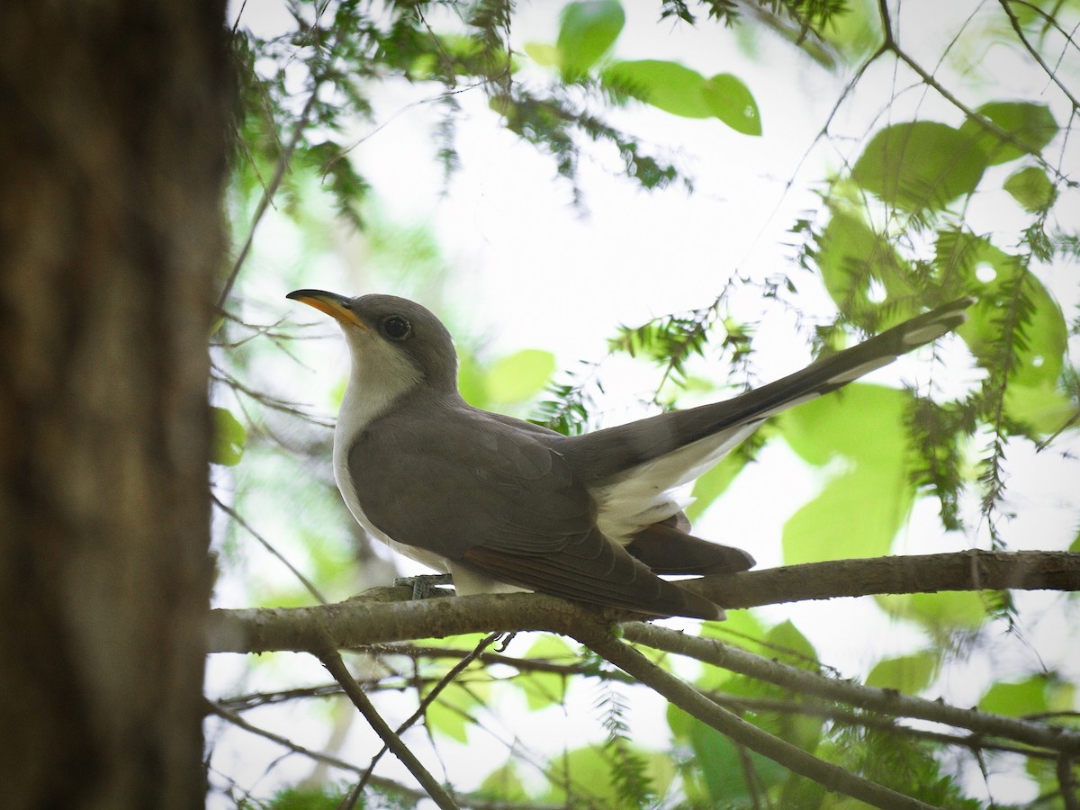 Кукліло північний - ML608734950