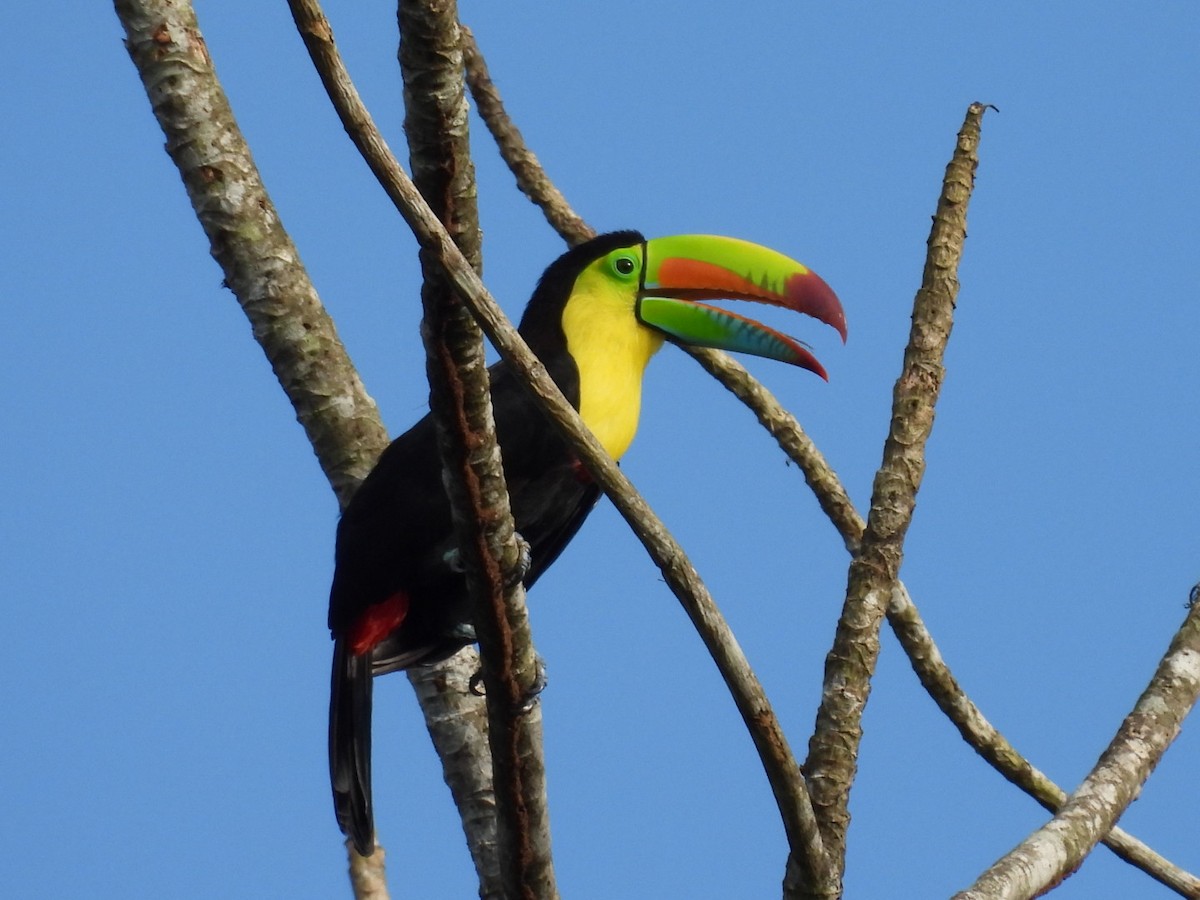 Keel-billed Toucan - ML608734977