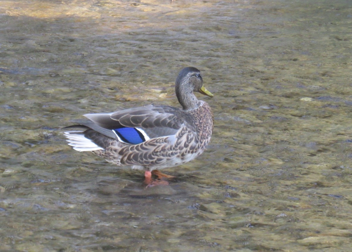 Mallard - Laurel Armstrong