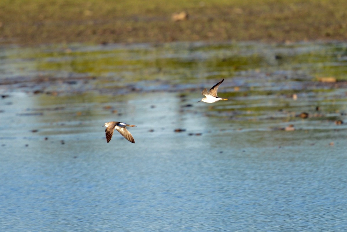 Wilson's Phalarope - ML608735079