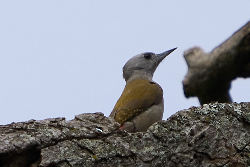 African Gray Woodpecker - Abby Sesselberg