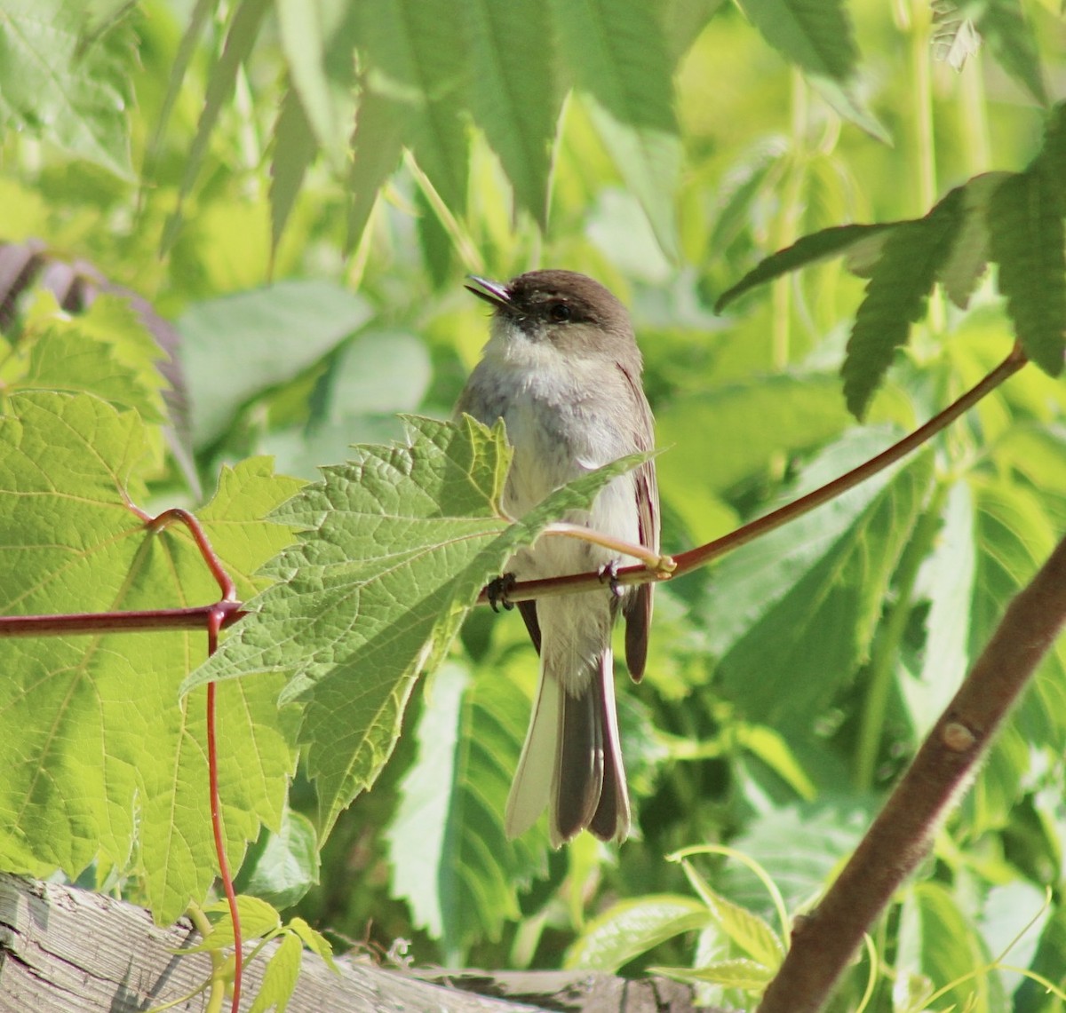 Eastern Phoebe - ML608735200