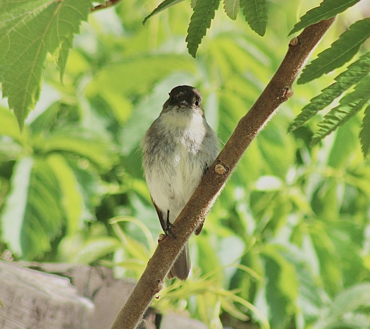 Eastern Phoebe - ML608735201