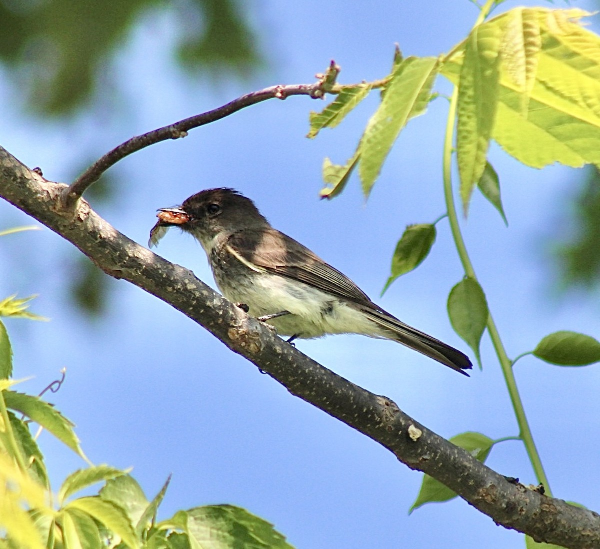 Eastern Phoebe - ML608735203