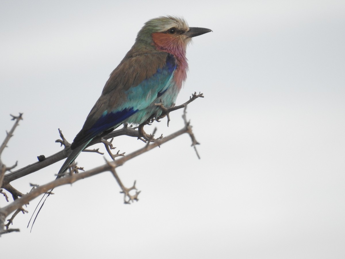 Lilac-breasted Roller - ML608735269
