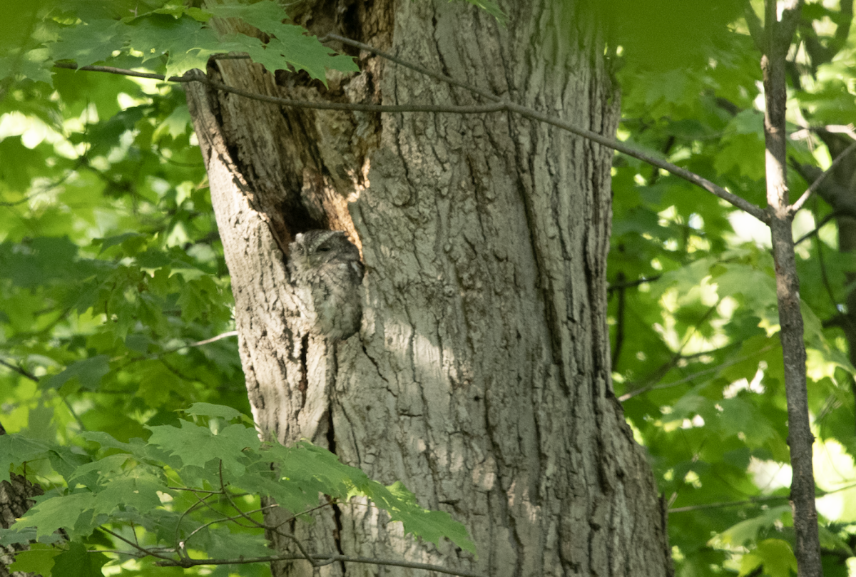 výreček americký - ML608735490