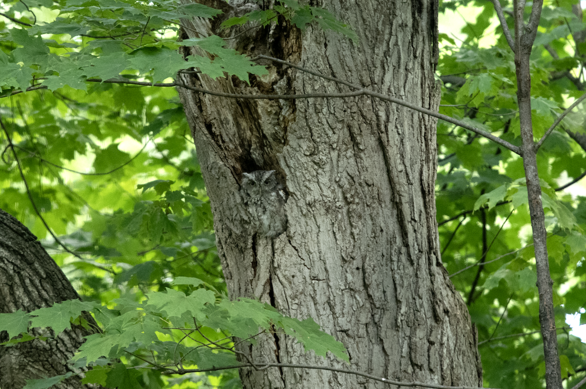 výreček americký - ML608735491