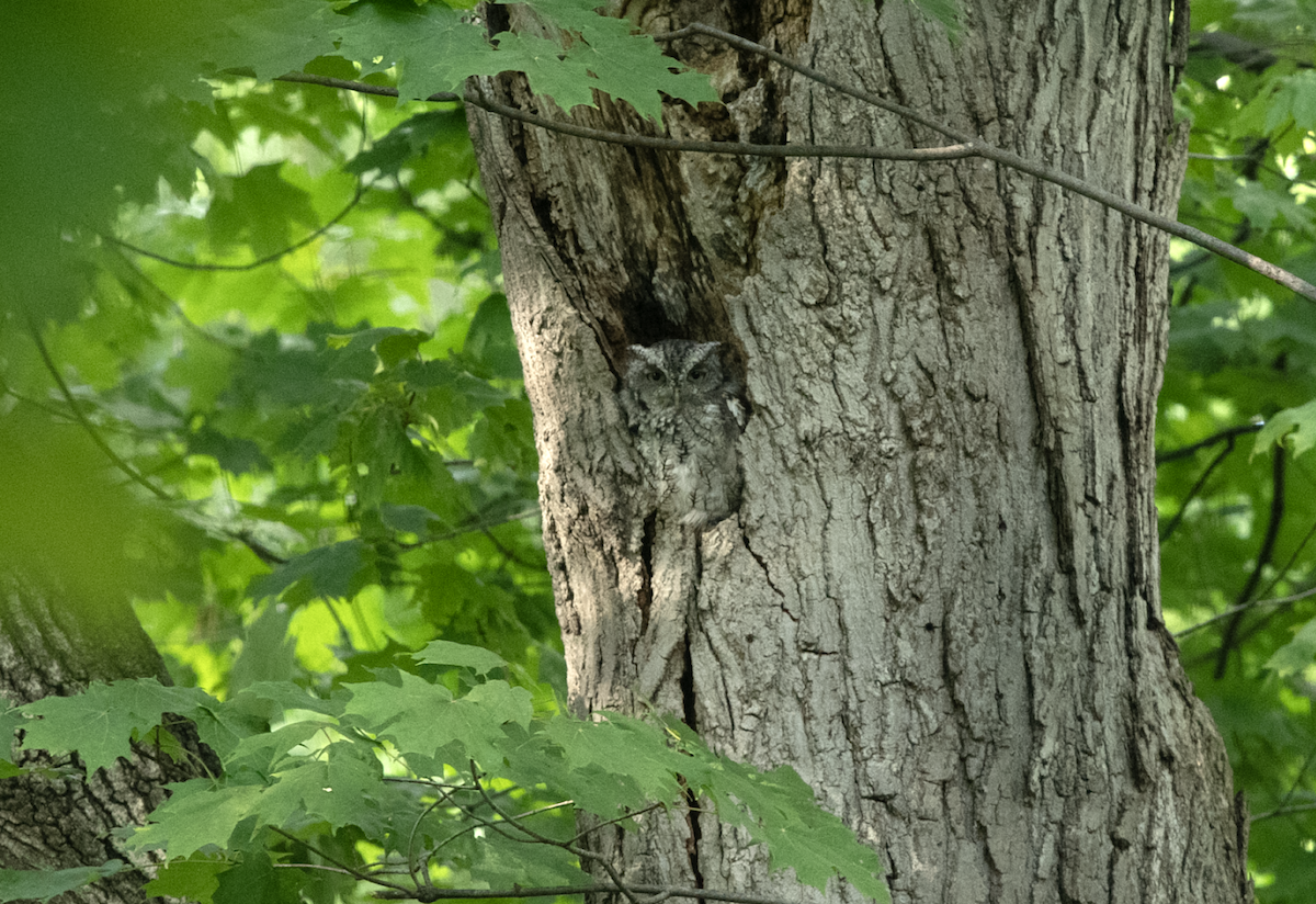 výreček americký - ML608735492