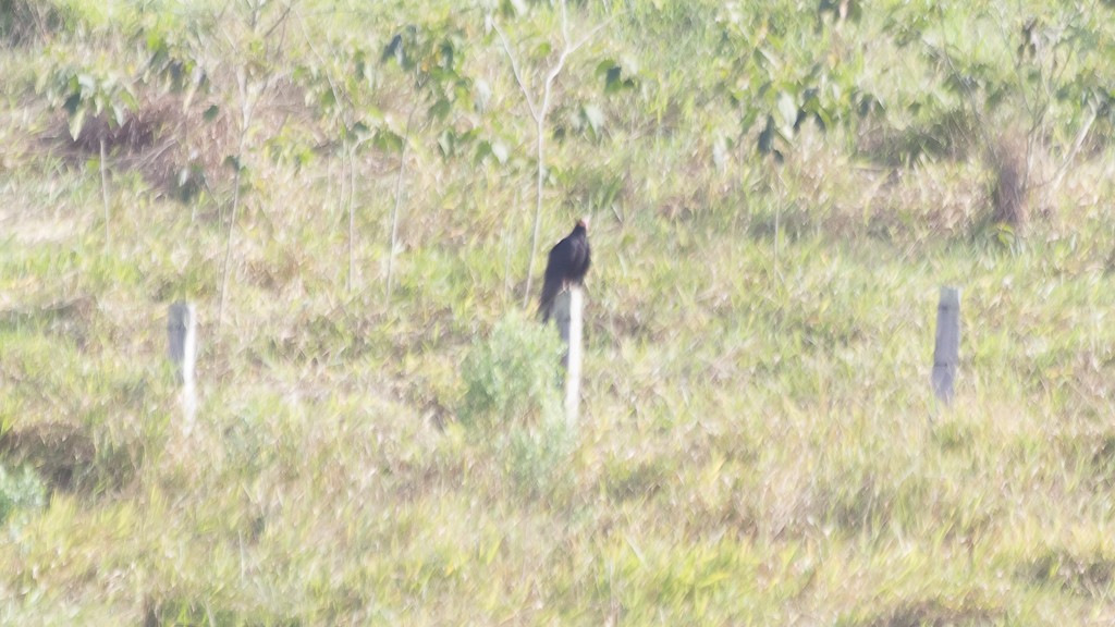 Turkey Vulture - ML608735509