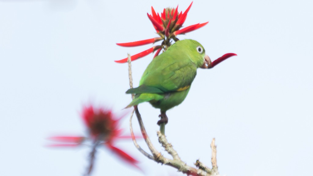 Yellow-chevroned Parakeet - ML608735525